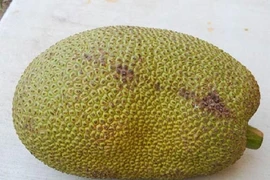 Trộm 1 trái mít, lãnh hơn 2 năm tù