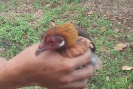 Bị công an truy đuổi, trộm gà vứt ví tiền bỏ chạy