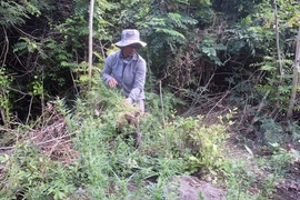 Trồng cần sa cho gà ăn rồi nhân giống bán cho người nghiện