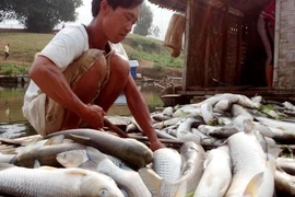Thanh Hóa: Cá chết trắng bụng hàng chục tấn, dân chỉ biết khóc 