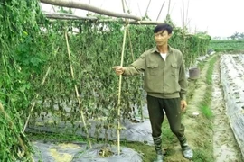 2 nông dân bị kẻ gian hủy hoại 8 sào mướp đắng trong đêm