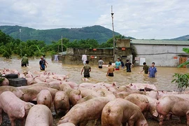 Cứu hơn ngàn con heo trong lũ dữ