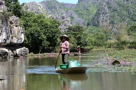 Rong thuyền thu hoạch củ ấu giữa lòng danh thắng xứ Thanh