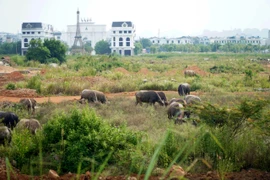 Khu đô thị 1.200 tỉ đồng ở Thanh Hóa thành nơi chăn thả trâu bò