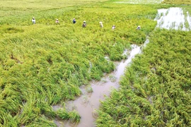 Nông dân Thanh Hóa chạy đua gặt lúa sau bão số 3