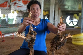 Thanh Hóa: Gần 10.000 con gà ở các trang trại chết trong nước lũ