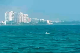 Đàn cá heo bất ngờ xuất hiện gần bờ biển Sầm Sơn