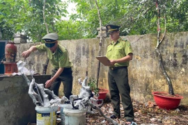 Thanh Hóa đưa cây muội hồng trở lại rừng thay vì thanh lý