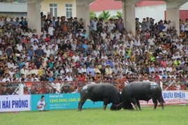 Những kháp đấu kịch tính tại lễ hội chọi trâu Đồ Sơn