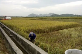 Nông dân Hải Phòng gặt lúa chạy bão số 7 