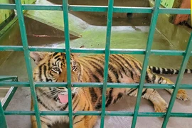 Gây mê, chuyển 7 cá thể hổ ở Quảng Bình sang nơi ở mới