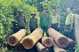 Công an Quảng Bình phát hiện nhiều vụ vận chuyển gỗ lậu trong ngày cuối tuần