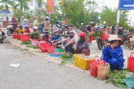 Người dân Quảng Bình phấn khởi kiếm thêm thu nhập nhờ loại nấm trời ban