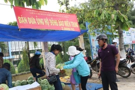 Nông dân Quảng Ngãi khóc bên ruộng dưa
