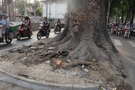 Người dân tiếc nuối mất hàng cây đường Tôn Đức Thắng