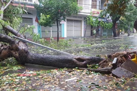 Cận cảnh bão số 12 đổ bộ vào Nha Trang