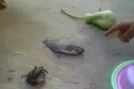 Độc đáo trò chơi bầu cua có một không hai