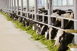 28 chuyến bay đặc biệt vận chuyển bò về Việt Nam