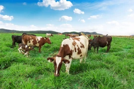 Chuẩn bị khánh thành trang trại bò sữa chuẩn Organic