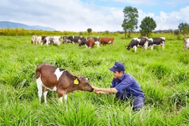 Cấp chứng nhận cho trang trại bò organic Việt Nam