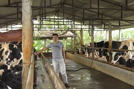 Vắt sữa bò ra... ô tô