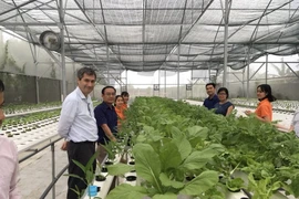 Rau thủy canh Meko-Farm, vì sức khỏe cộng đồng