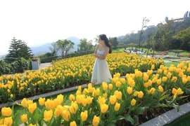 Tháng 3 ngọt ngào với lễ hội hoa tulip lớn nhất Việt Nam