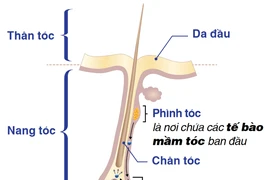 Đập tan hói đầu, vững 'phong độ' phái mạnh