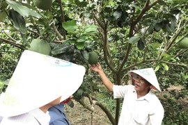 Bayer hỗ trợ 80.000 nông hộ ứng phó COVID-19, hạn mặn