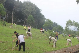 Thủy điện Thác Bà trồng cây xuân năm 2021