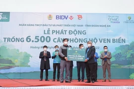 BIDV trồng 6.500 cây phòng hộ ven biển tại Nghệ An