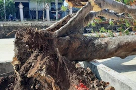 Danh sách trường học ở TP.HCM có cây xanh nguy hiểm cần đốn hạ