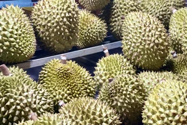 Phó Thủ tướng yêu cầu kiểm tra phản ánh 'sầu riêng loay hoay giải quyết chất vàng O'