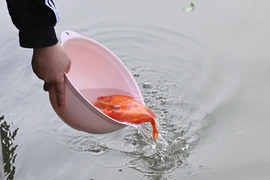Thả cá ngày ông Công ông Táo: Người dân đã hạn chế dùng túi nilon
