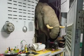 Chú voi Boonchuay ăn vụng giữa đêm. Ảnh: AFP
