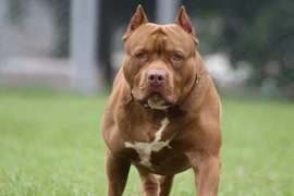 Ở Mỹ, nuôi Pit Bull, ngao Ý... mà để cắn người thì đi tù bao nhiêu năm?