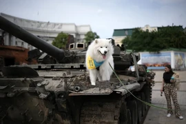 VIDEO: Chú chó ngồi trên nóc xe tăng Ukraine, 'thị sát' chiến trường 