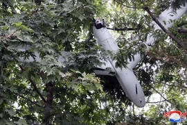 Triều Tiên đăng ảnh chụp UAV bị mắc trên cây 