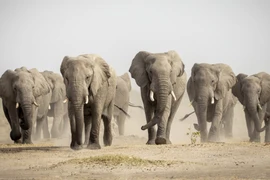 Botswana dọa 'gửi tặng' 20.000 con voi cho Đức, nguyên do gì?