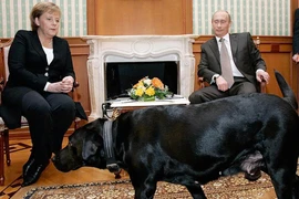 Ông Putin xin lỗi bà Merkel chuyện đưa chó đến cuộc gặp 17 năm trước
