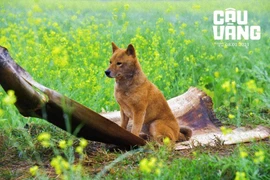 Cậu Vàng tung trailer chính thức hé lộ nhiều tình huống mới lạ