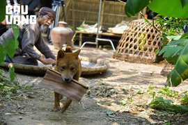 Cậu Vàng: Chú chó đầu tiên nhận vai chính của điện ảnh Việt