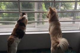 Có được nuôi chó, mèo trong chung cư?