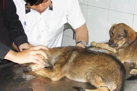 Chó, mèo đã tiêm vaccine dại được đeo vòng cổ để nhận diện