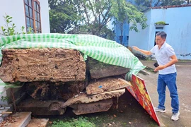 Góc nhìn khác về vụ vớt 'cây gỗ lạ': Xử phạt người đào vớt gỗ có thỏa đáng?