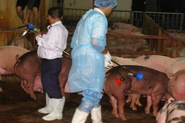 Heo nhiễm chất cấm vào TP.HCM giảm đáng kể