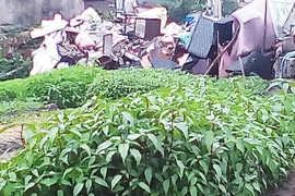 Rau đay cạnh bãi rác nhiễm vi khuẩn gây hại vượt mức