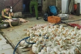 Mổ vịt lậu 'ngon ăn', bị 'vịn' 2 lần vẫn không chừa 