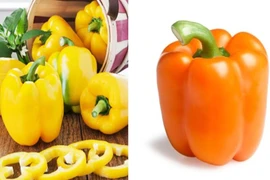 Ớt chuông ngọt, sản phẩm mới lạ tại Hội chợ xanh 2018