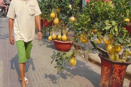 Coi chừng rước bệnh vào thân khi dùng trái kiểng